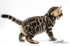  Bengal Cat Leipzig